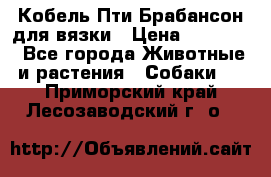 Кобель Пти Брабансон для вязки › Цена ­ 30 000 - Все города Животные и растения » Собаки   . Приморский край,Лесозаводский г. о. 